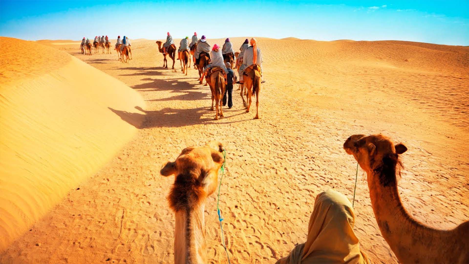 desert camel safari jodhpur